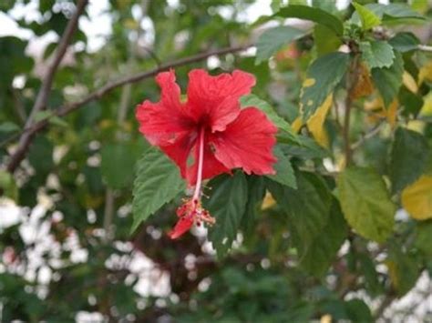 芙蓉樹照顧|芙蓉到底該怎麼照顧呢？